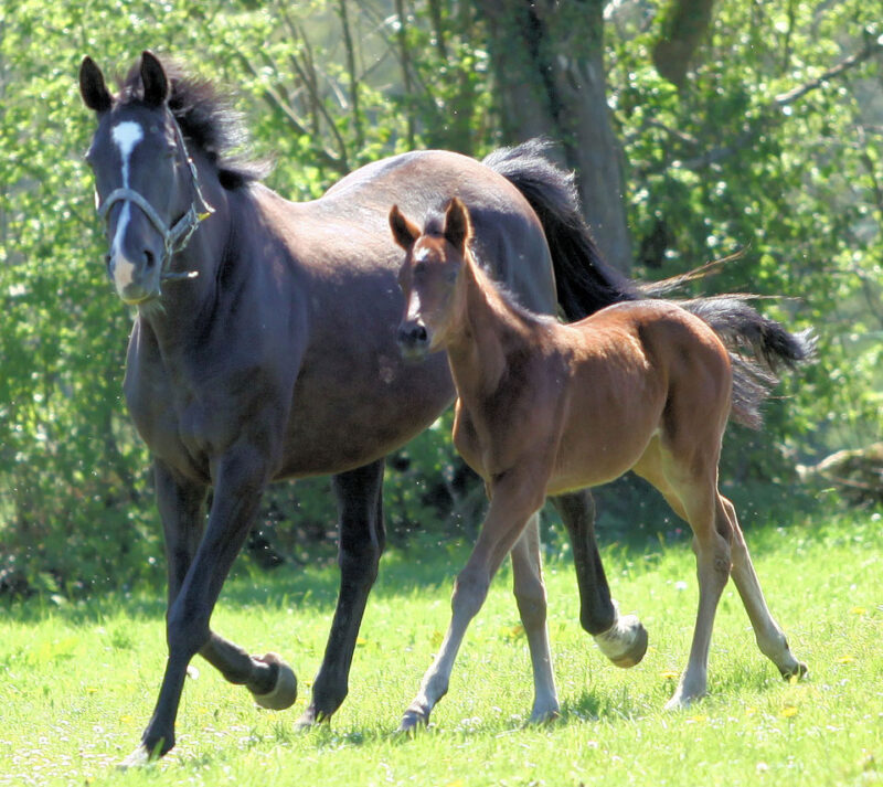 Veterinary Practices – Irish Equine Veterinary Association